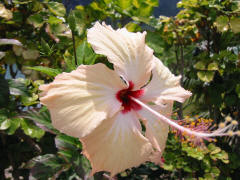 Hibiscus