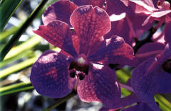 Orchidee