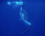 baleine2b_1280x1024.jpg (761112 octets)