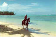 moorea_cheval2.jpg